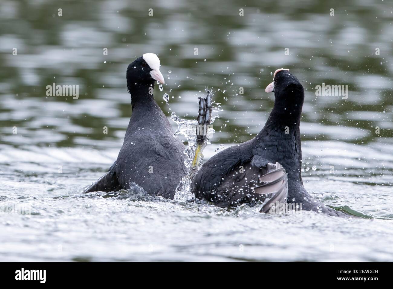 Eurasischer Ruß, Fulica atra, zwei Erwachsene kämpfen auf dem Wasser, Norfolk, England, Vereinigtes Königreich Stockfoto