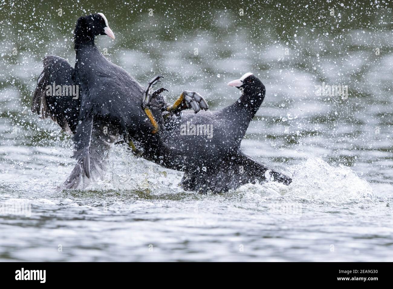 Eurasischer Ruß, Fulica atra, zwei Erwachsene kämpfen auf dem Wasser, Norfolk, England, Vereinigtes Königreich Stockfoto