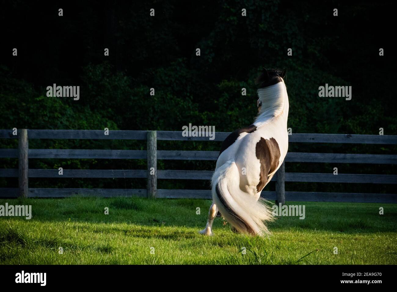 Ein schwarz-weißes zigeunerpferd steht auf seinen Hinterbeinen, bevor es eine scharfe Wendung in einer grünen Weide macht. Es ist zurück wird auf die Kamera gedreht. Stockfoto