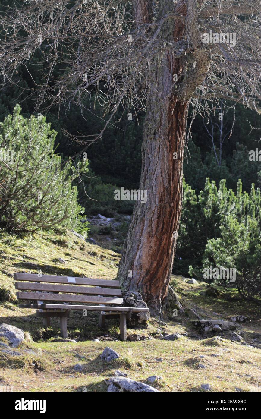 Österreich, Tirol, Ehrwald, Seebensee, Berge, alpen, Wettersteingebirge, Berglandschaft, Berglandschaft, Idylle, Bergmassiv, Bergmassiv, Himmel, Fels, Tourismus, verlassen, Spätherbst, Natur, Lärche, Bank, Sitzgelegenheit Stockfoto