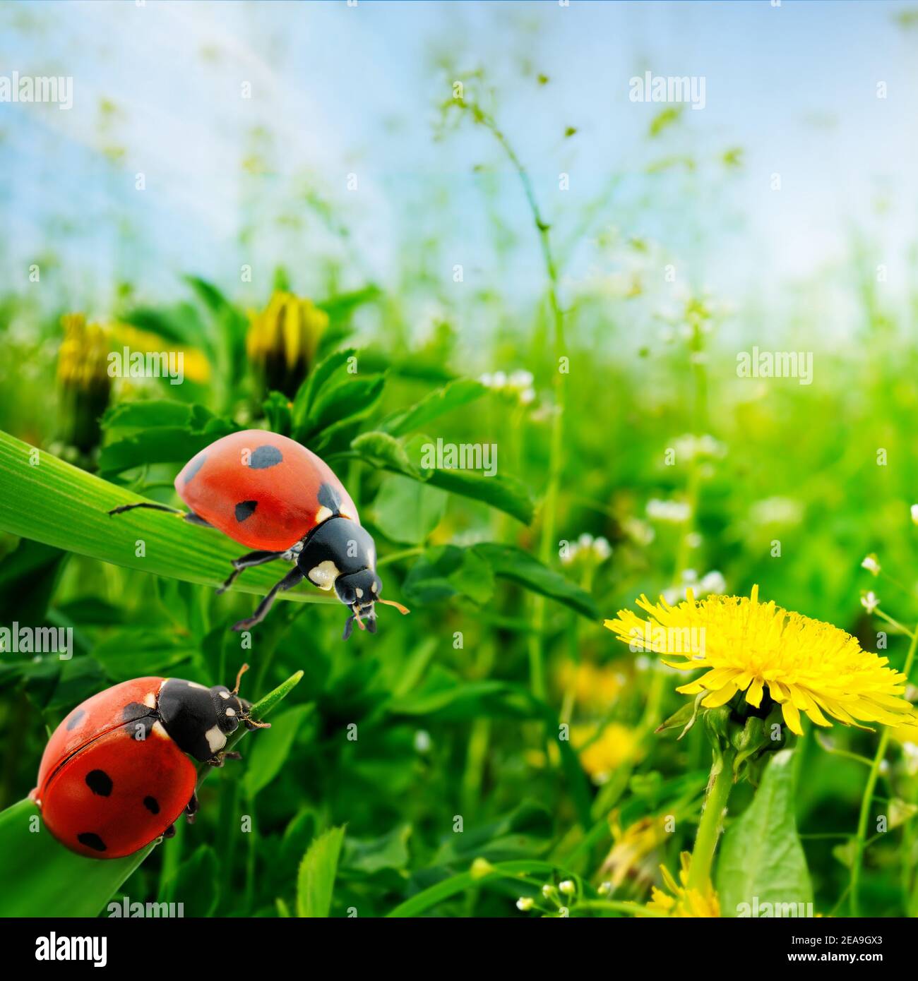 Marienkäfer auf grünen Blättern im Hintergrund Sonnenaufgang Stockfoto