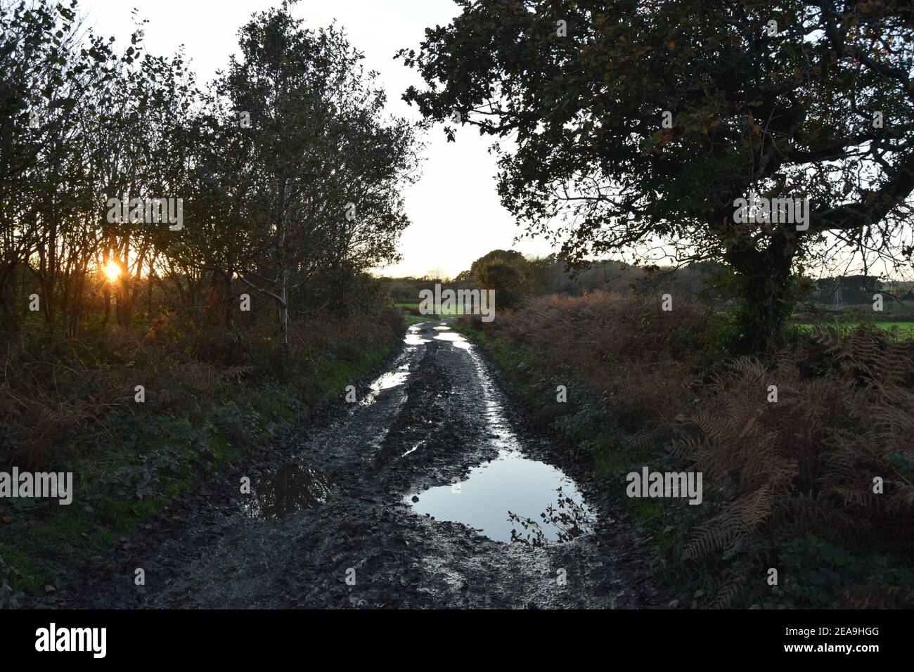 Rural Track im Winter Stockfoto