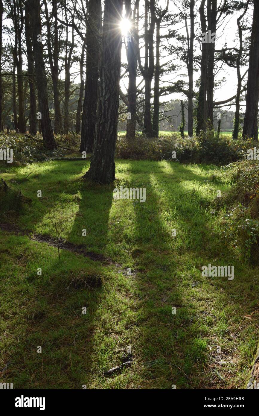 Lange Schatten Im Wald Stockfoto