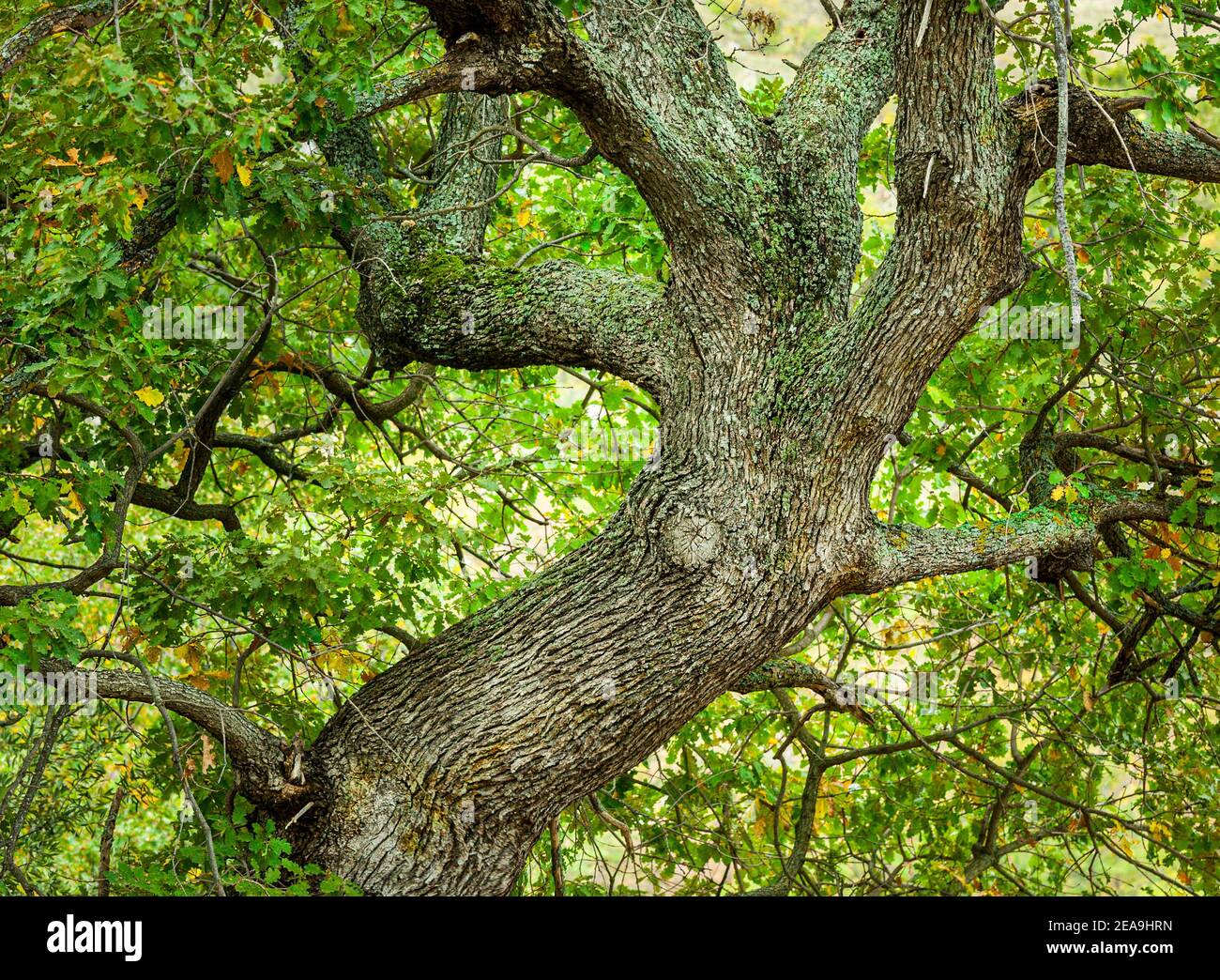 Großer Eichenbaum Ast mit dem Laub noch grün Stockfoto