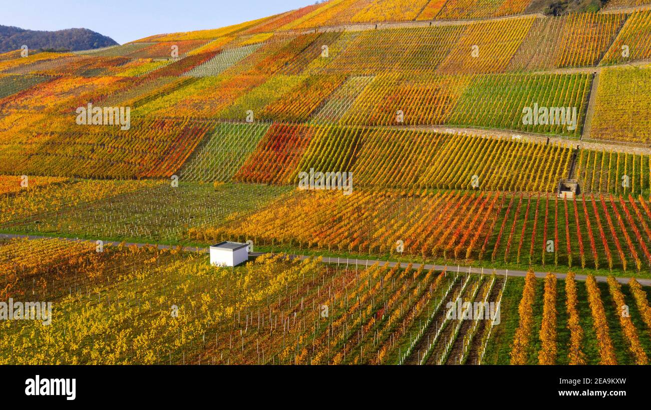 Weinberge bei Dernau im Ahrtal, Rheinland-Pfalz, Deutschland Stockfoto