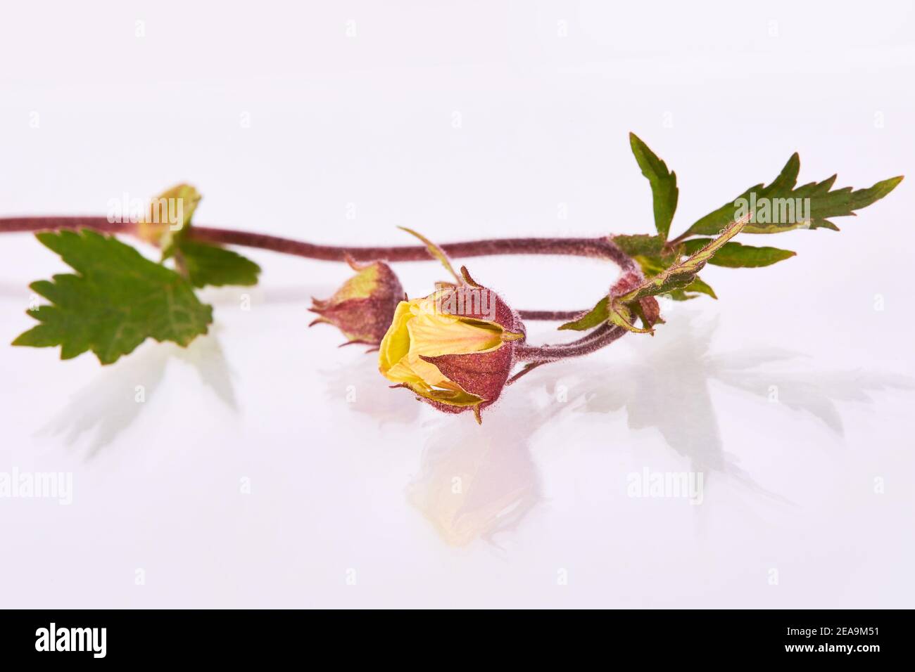 Geum Rivale, Water Avens Blume, nickend Avens, auf weißem Hintergrund. Die Wurzel kann für einen Geschmackstee zur Behandlung von Kindern mit Ruhr verwendet werden Stockfoto