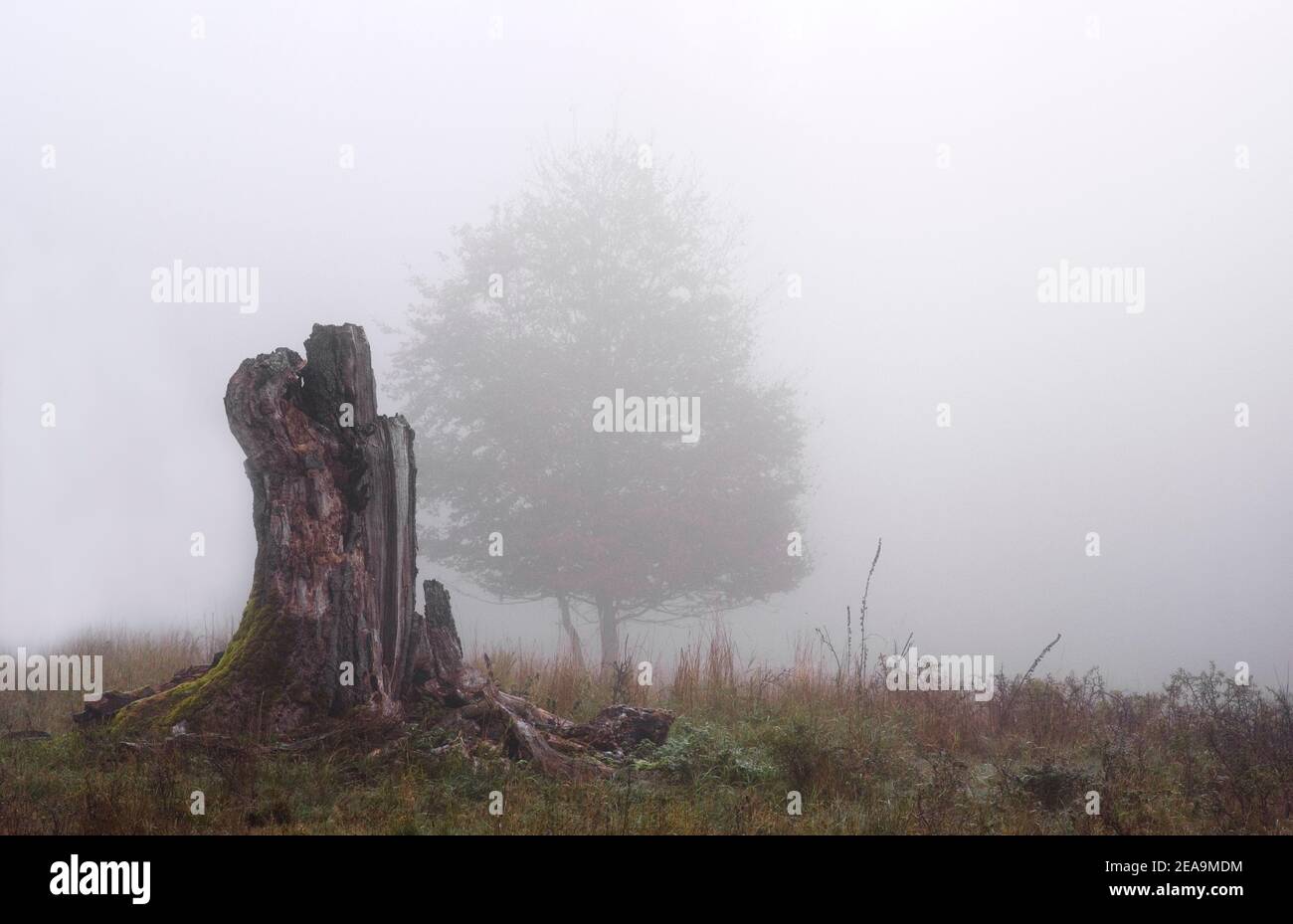 Europa, Deutschland, Hessen, Steffenberg, Naturschutzgebiet 'imberg', Stumpf einer alten Hutbuche (Rotbuche) im Nebel, Silhuette einer jungen Buche Stockfoto