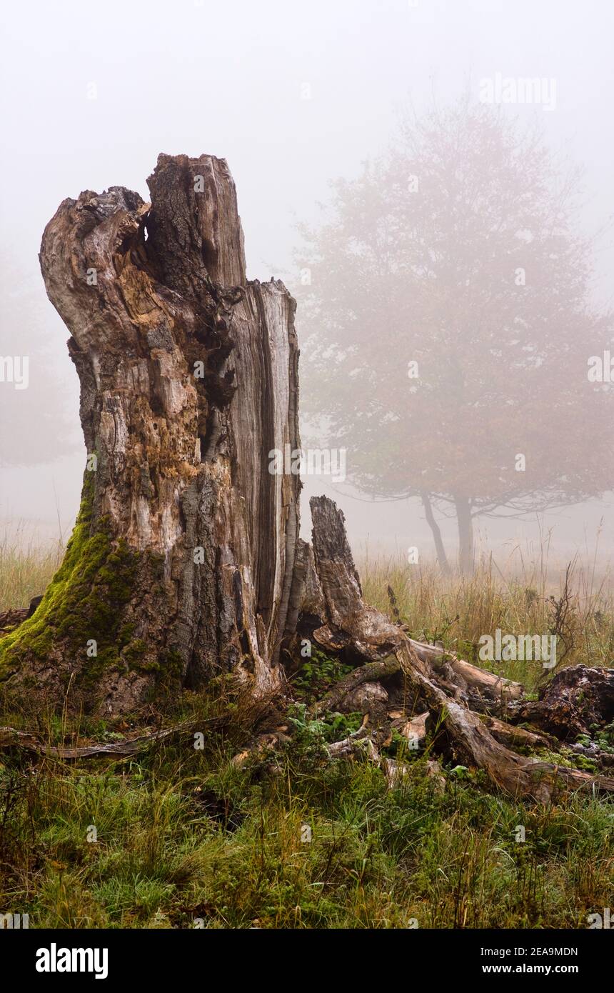 Europa, Deutschland, Hessen, Steffenberg, Naturschutzgebiet 'imberg', Stumpf einer alten Hutbuche (Rotbuche) im Nebel, Silhuette einer jungen Buche Stockfoto
