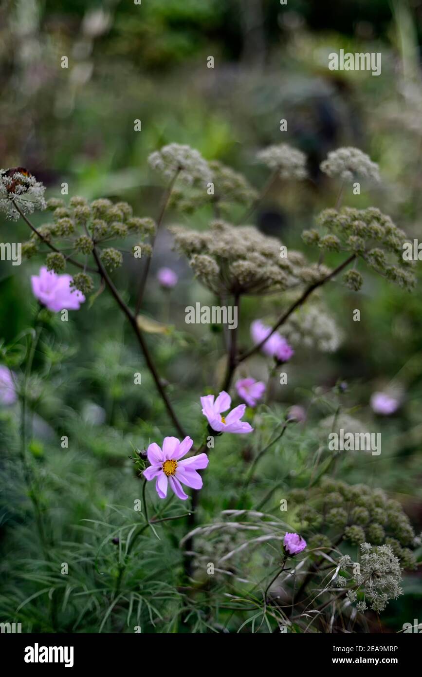 Rosa Kosmos, Kosmos Blume, Blumen, Angelica sylvestris purpurea, Dolde, Dolden, umbellifer, Samenkopf, Samenköpfe, Samenkopf, Samenköpfe, attraktive Samenkopf, ein Stockfoto