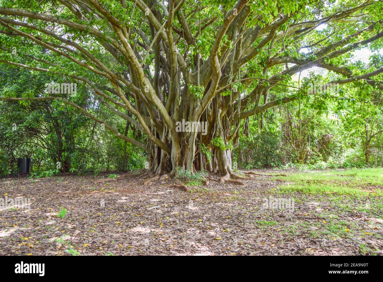 Ficus chirindensis Feigenbaum in Simbabwe Stockfoto