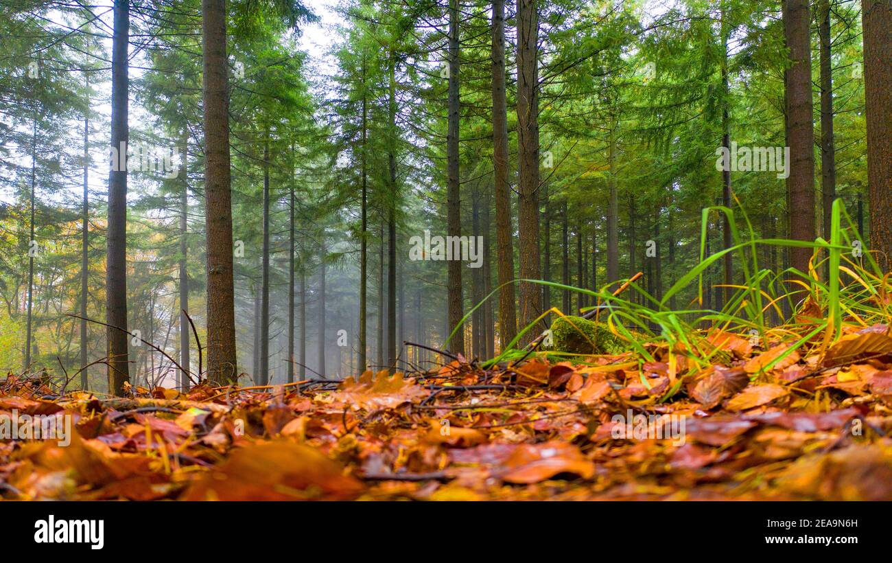 Nadelwald im Herbst bei Kastel-Staadt, Saartal, Rheinland-Pfalz, Deutschland Stockfoto