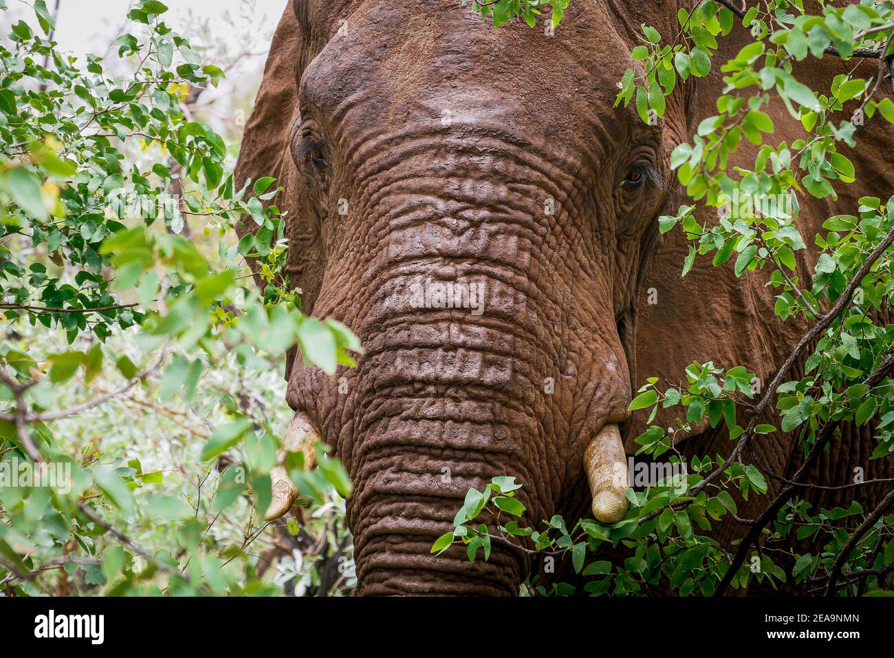 Großer brauner afrikanischer Elefant, der durch dichten Busch läuft, frontview, Kruger Nationalpark, Südafrika, Afrika Stockfoto