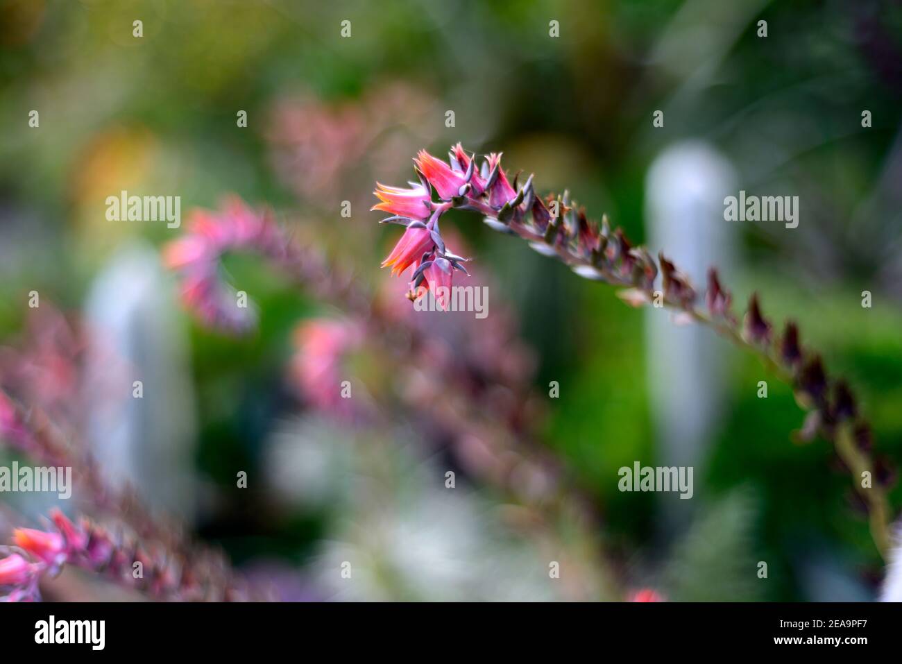 Saftige Blume, saftige Blumen, echeveria lockige Locken, echeveria lockige Locken Blütenspitze, Blumen, Echeverias, saftig, Sukkulenten, RM Floral Stockfoto