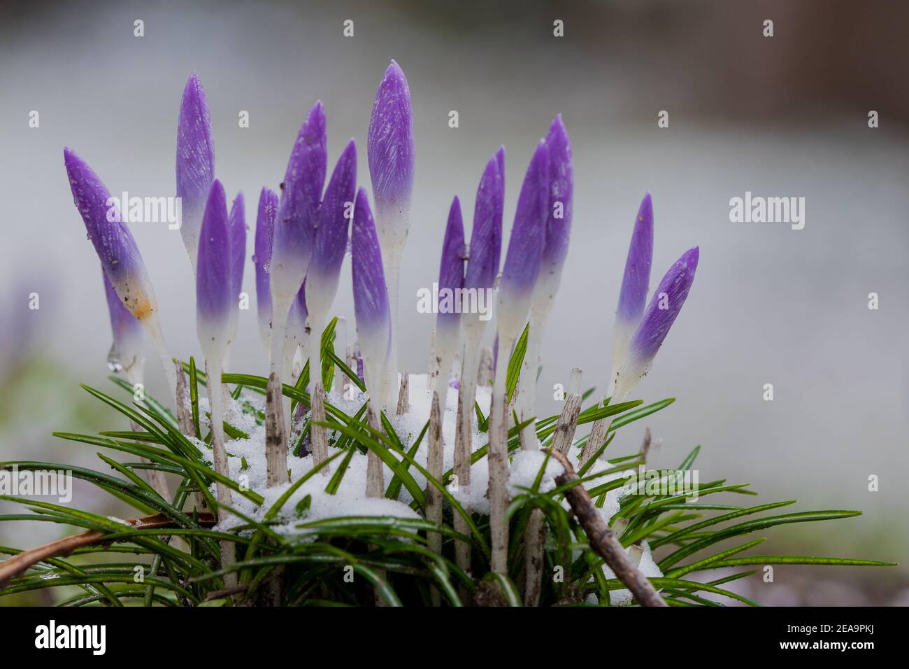 Erste lila Crocus Blumen verkünden, dass der Frühling kommt mit einem Bokeh Hintergrund. Crocus ist eine Gattung von blühenden Pflanzen in der Familie der Iris Stockfoto