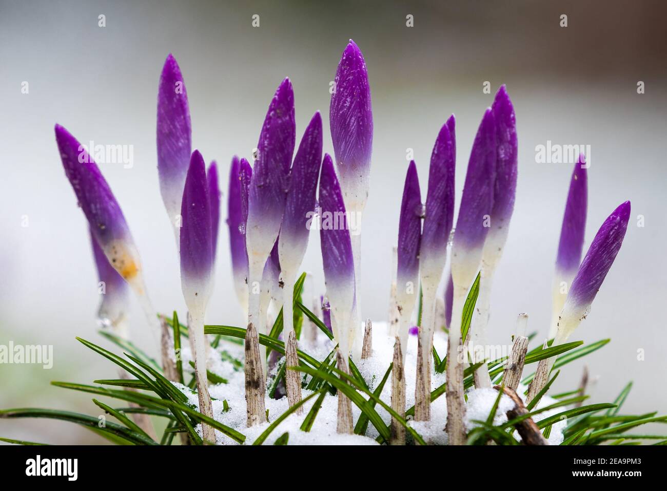 Erste lila Crocus Blumen verkünden, dass der Frühling kommt mit einem Bokeh Hintergrund. Crocus ist eine Gattung von blühenden Pflanzen in der Familie der Iris Stockfoto