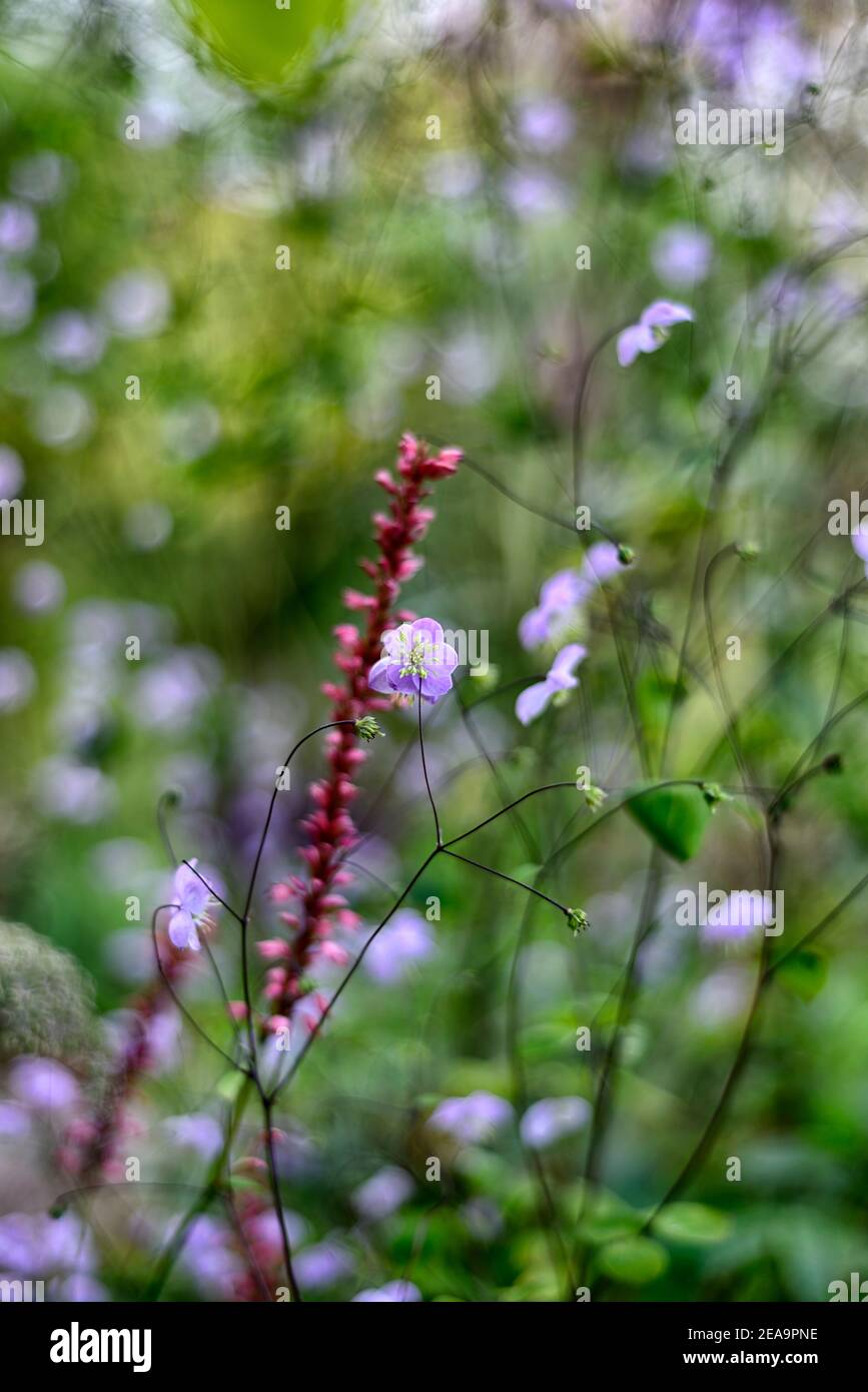 Thalictrum delavayi,Persicaria amplexicaulis,Wiesenraute, lila, lila, Blume, Blumen, blühend, ausdauernd, luftig blühend, gemischte Bepflanzung sche Stockfoto