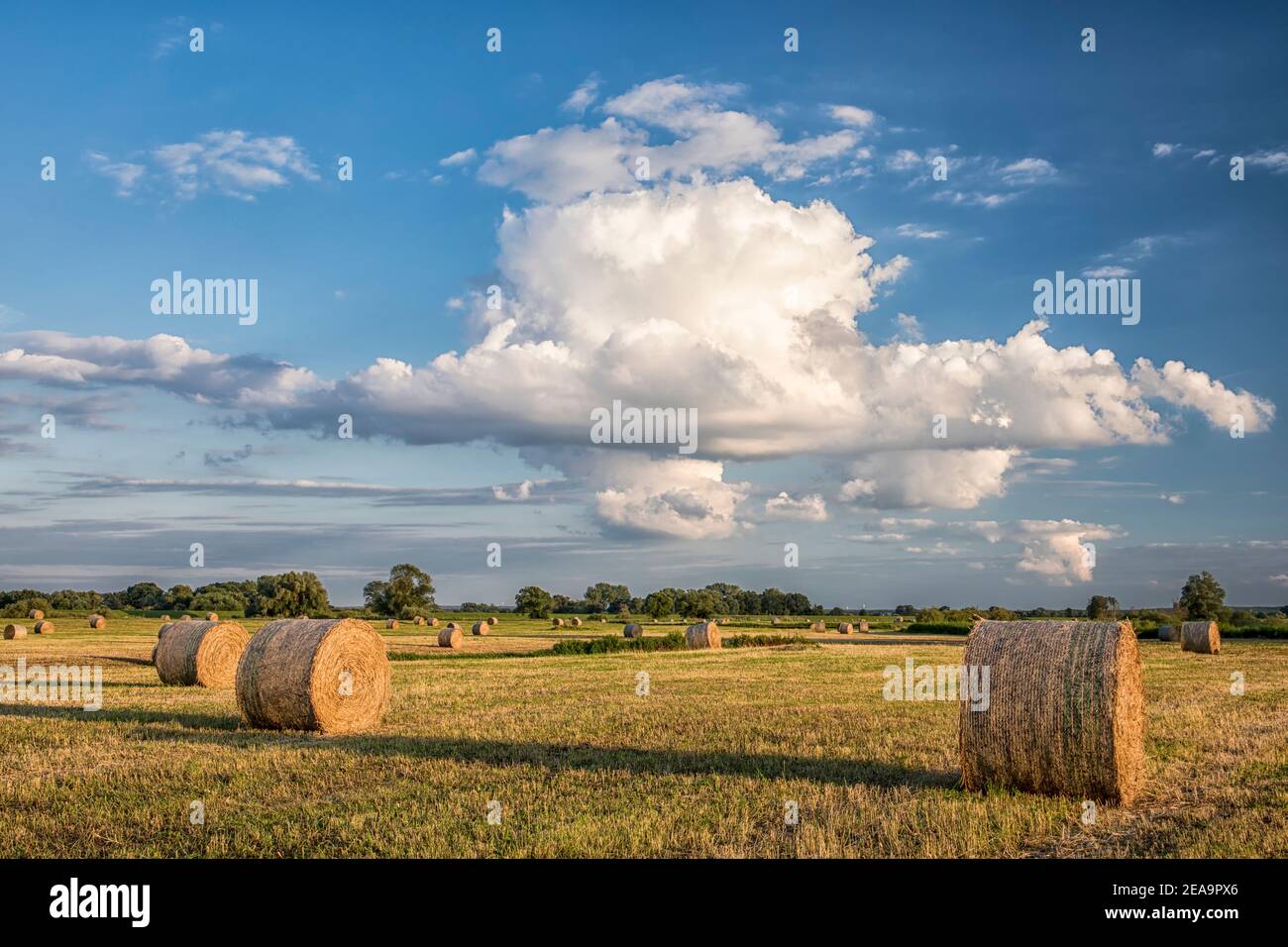 Heuballen auf einer gemähten Wiese in der Eltalaue In Niedersachsen an der Ostseite der Elbe Stockfoto