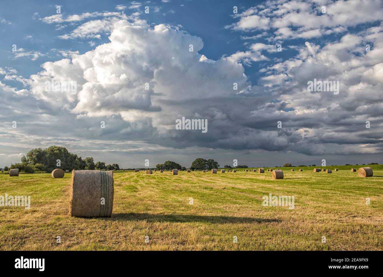 Heuballen auf einer gemähten Wiese in der Eltalaue In Niedersachsen an der Ostseite der Elbe Stockfoto