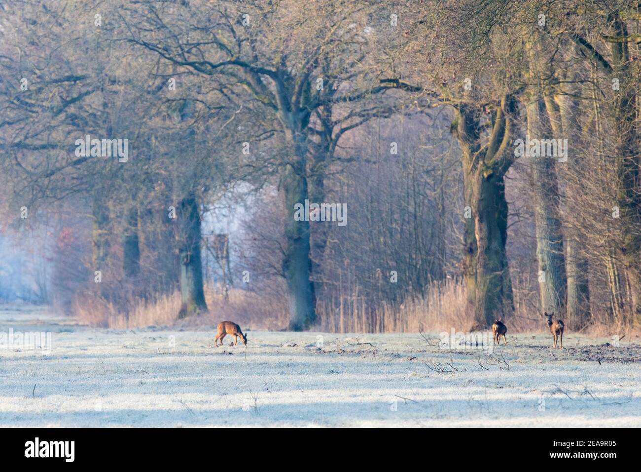 Hirsche grasen in den frühen Morgen auf einem Reif bedeckt Wiese mit großen Bäumen am Rande in der Elbe Tal Stockfoto
