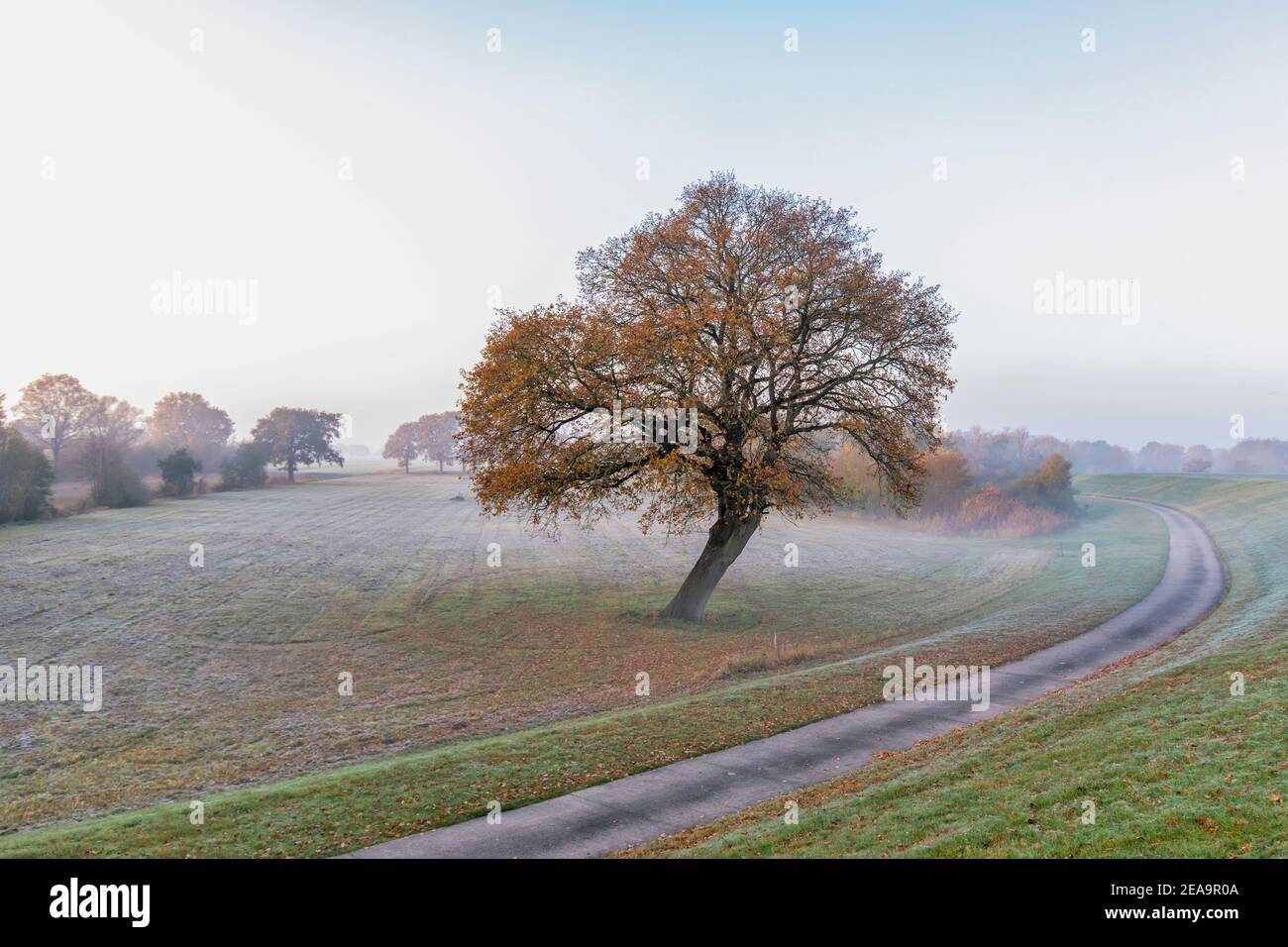 Eine einfarbige Buche mit herbstlichen Farben am frühen Morgen bei leichtem Nebel am Elbdeich bei Garlstorf, Niedersachsen/Lüneburg im Elbtal-Auengebiet Stockfoto