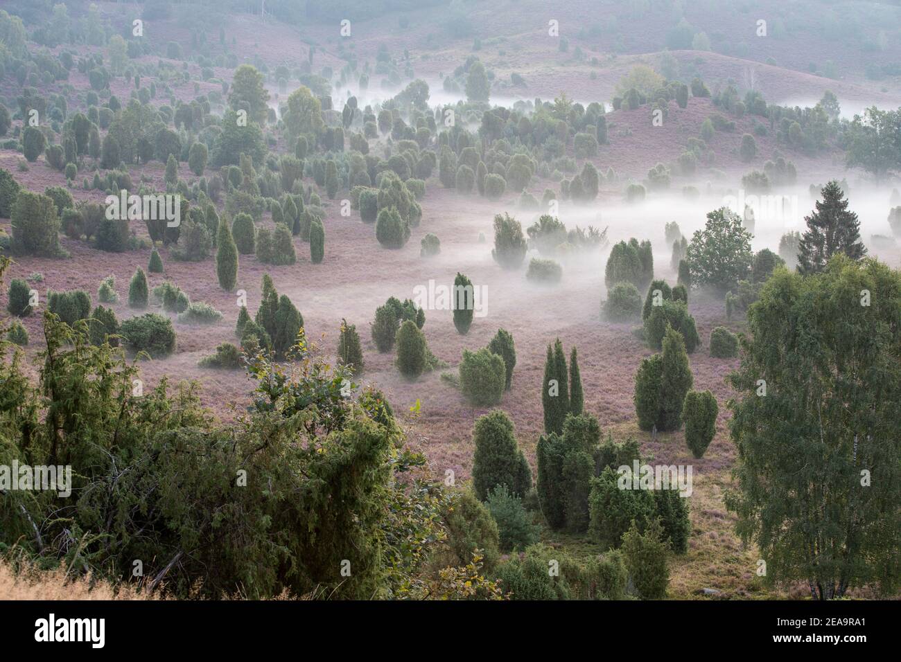 Der Totengrund in Niedersachsen während der Heidezeit blüht ein Das Herz der Lüneburger Heide bei Sonnenaufgang und Nebel Stockfoto
