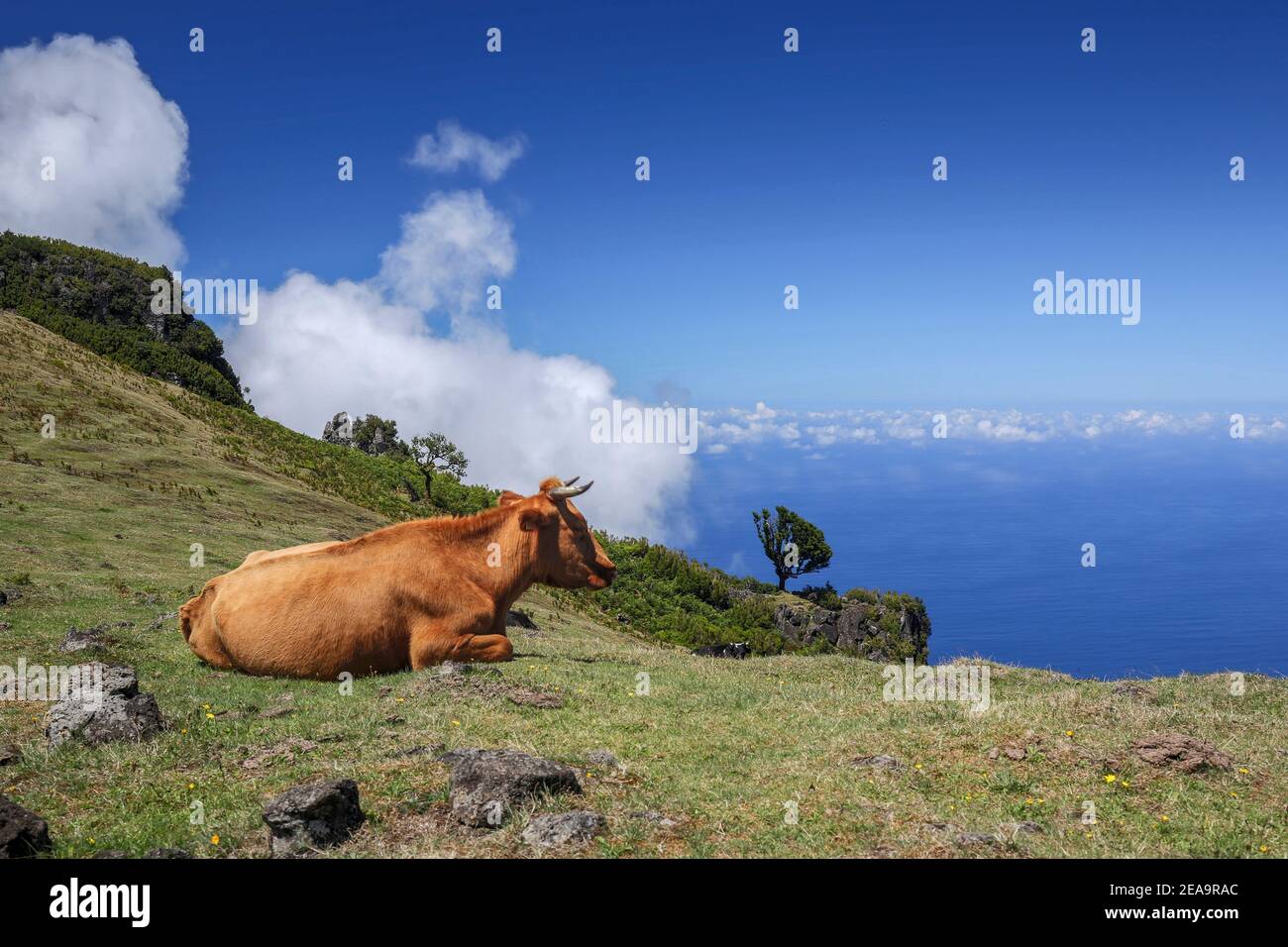 Blick von der Hochebene in Fanal, Madeira, Portugal auf den blauen Atlantik mit Wolken am Berghang und einem auf dem Gras liegenden Vieh Stockfoto