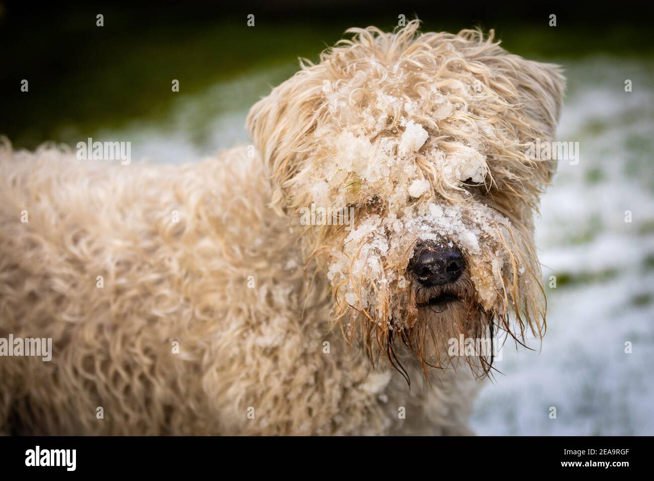 Weich beschichteter Wheaten Terrier mit schneebedecktem Gesicht Stockfoto