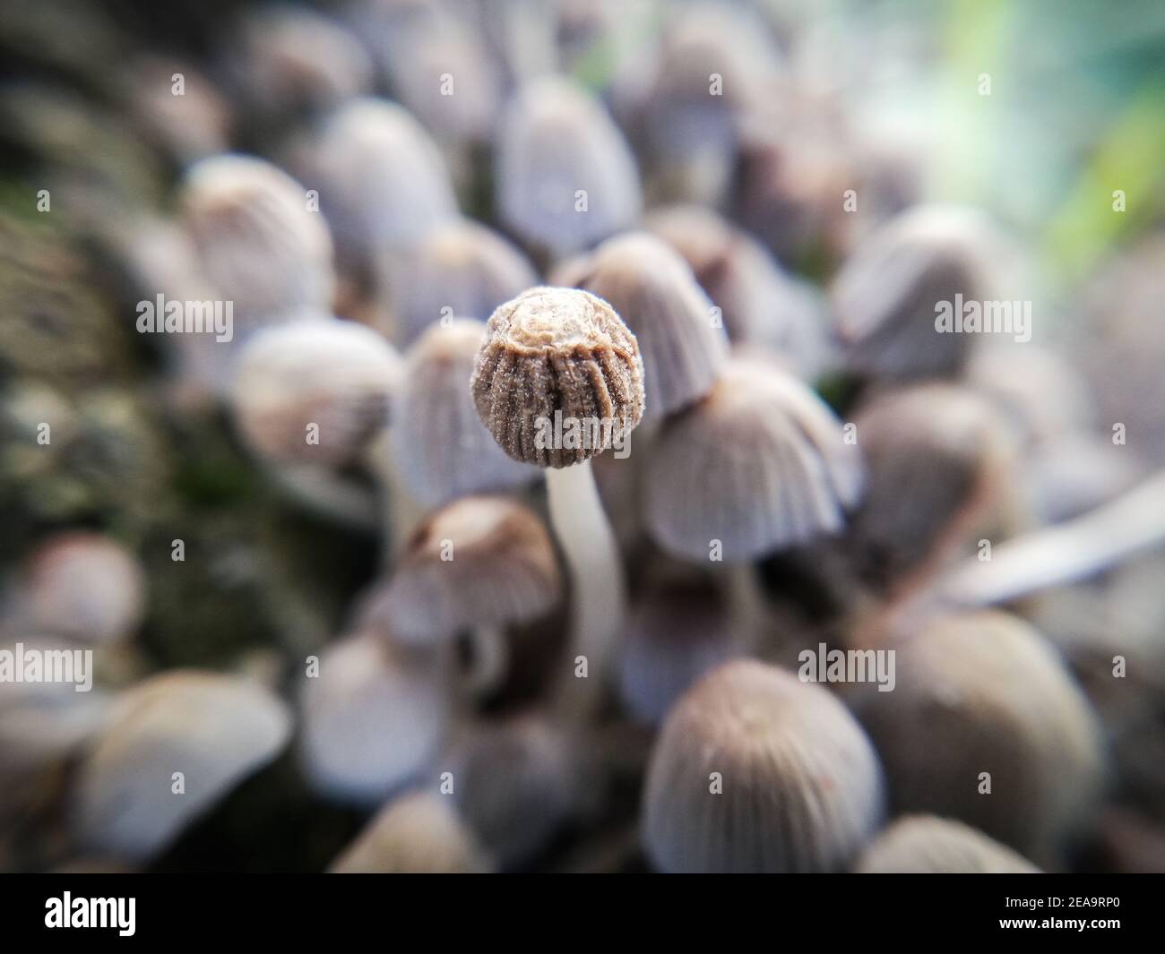 Fairy Tintenfass. Nahaufnahme der Natur im Wald, Pilze Stockfoto