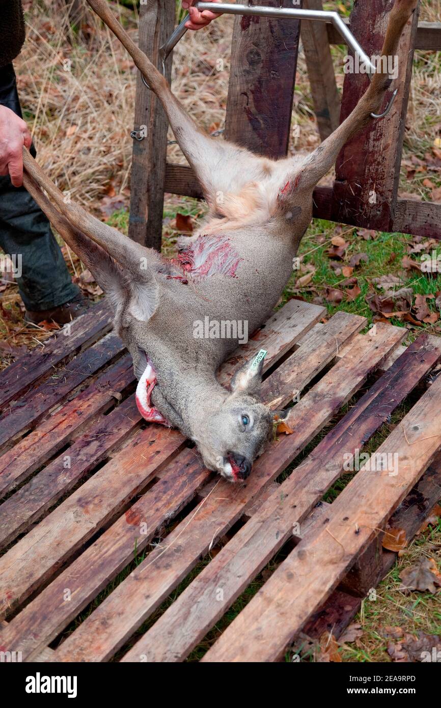 Getötete Hirsche werden vom Jäger Fuhrberg, Niedersachsen, gebrochen Stockfoto