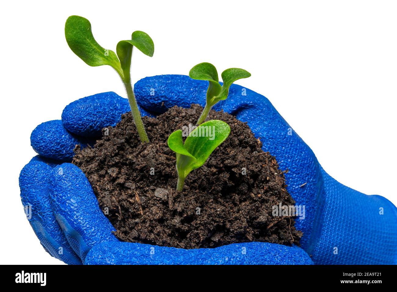 Horizontale Aufnahme von drei jungen Zucchini-Pflanzen, die in den kuppeligen Händen eines Gärtners auf Weiß isoliert gehalten werden. Stockfoto