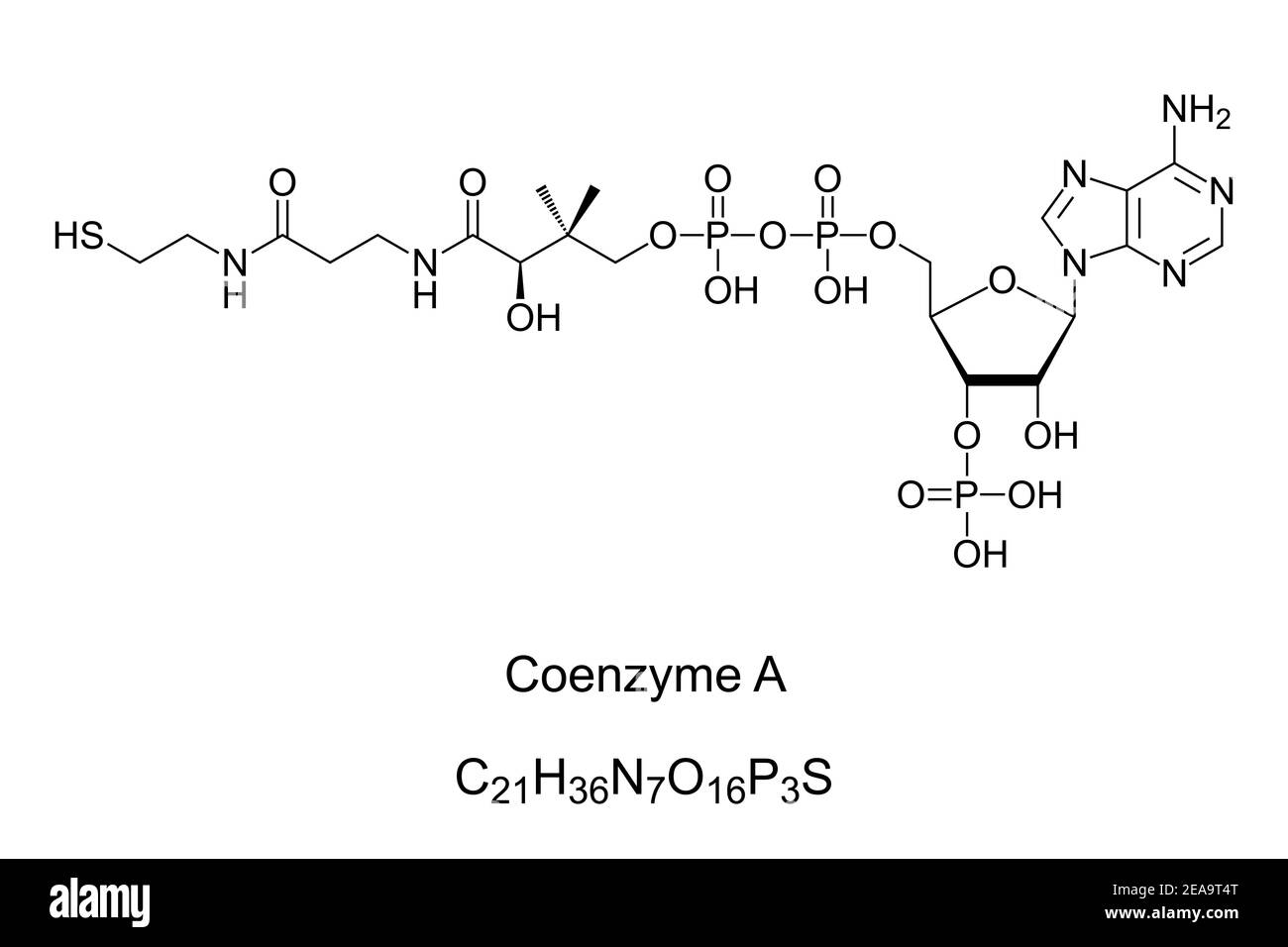 Coenzym A, chemische Formel und Skelettstruktur. Coenzym, bekannt für seine Rolle bei der Synthese und Oxidation von Fettsäuren. Stockfoto