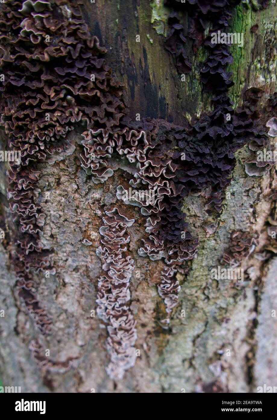 Inonotus oder Baumpilz auf feuchtem grünen Stamm im Winter Stockfoto