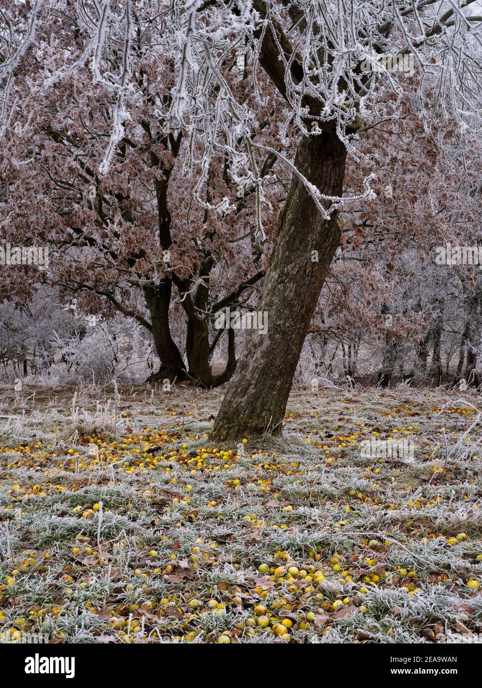 Europa, Deutschland, Hessen, Hinterland, Naturpark Lahn-Dill-Bergland, Bottenhorn-Plateau, Bad Endbach, wilder Apfelbaum im Raureif, gefallene Früchte Stockfoto