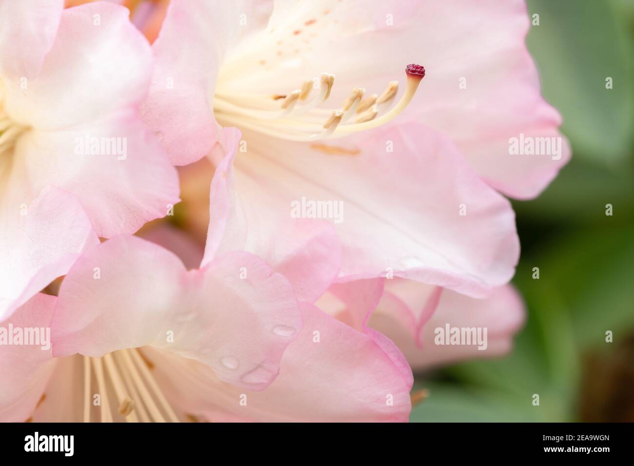 Nahaufnahme von hellrosa Rhododendron-Blüten Stockfoto