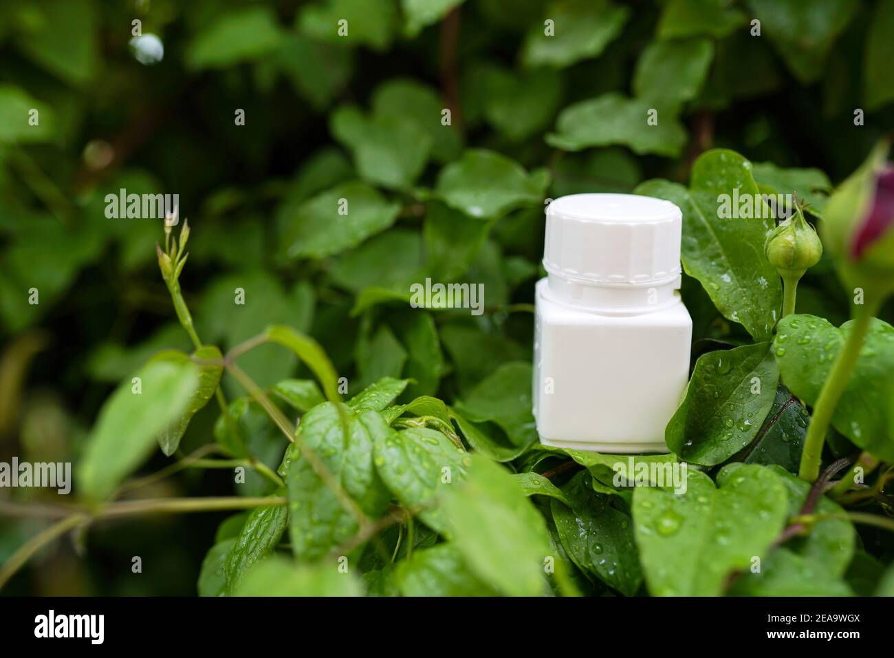 Vitamin Kapseln auf Natur Hintergrund. Pflanzliche Medizin, Konzept der Gesundheitsversorgung Stockfoto