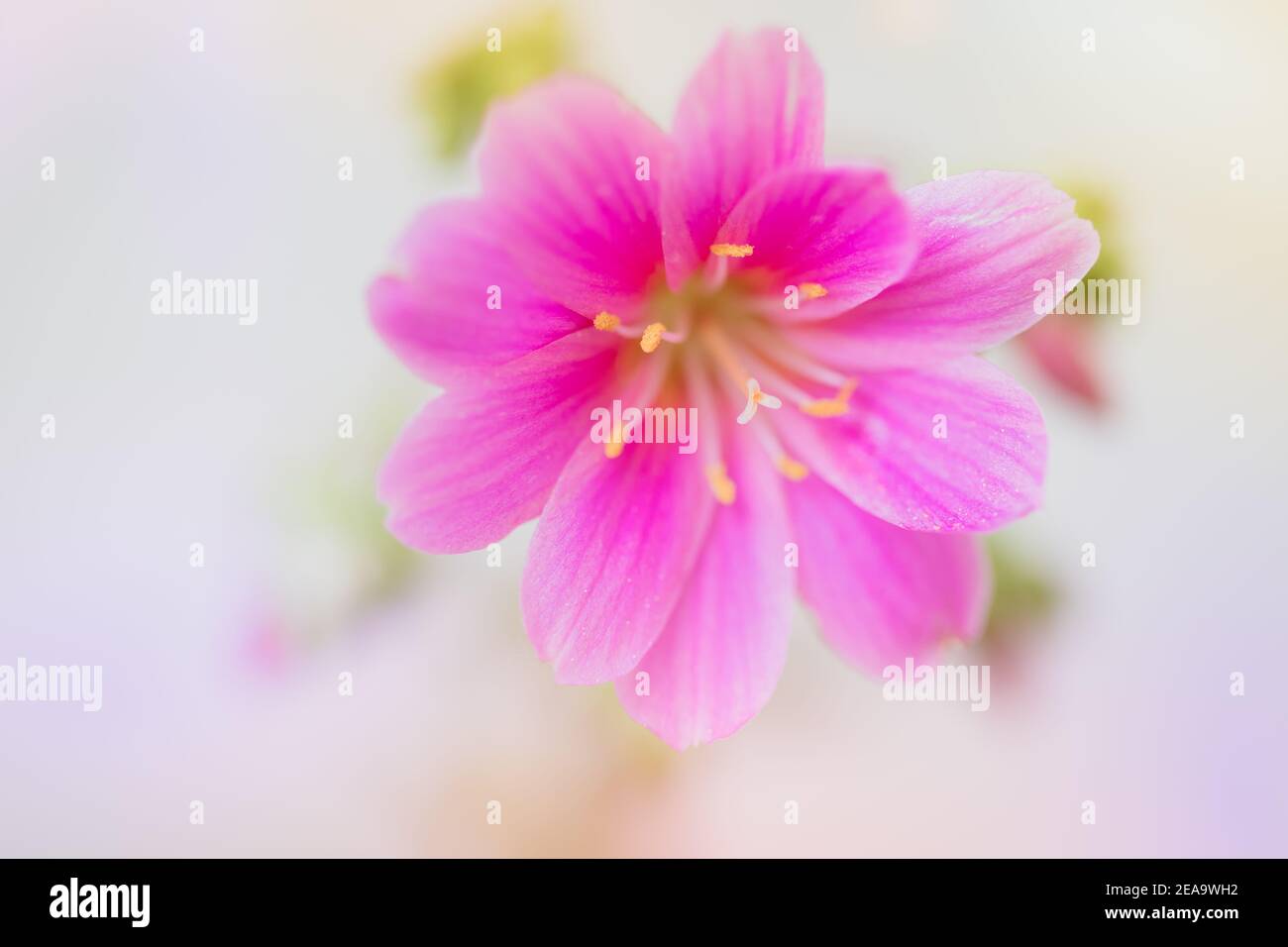 Nahaufnahme der Sukkulenten-Blume der rosa Lewisia Cotyledon „Sunset Series“ Stockfoto