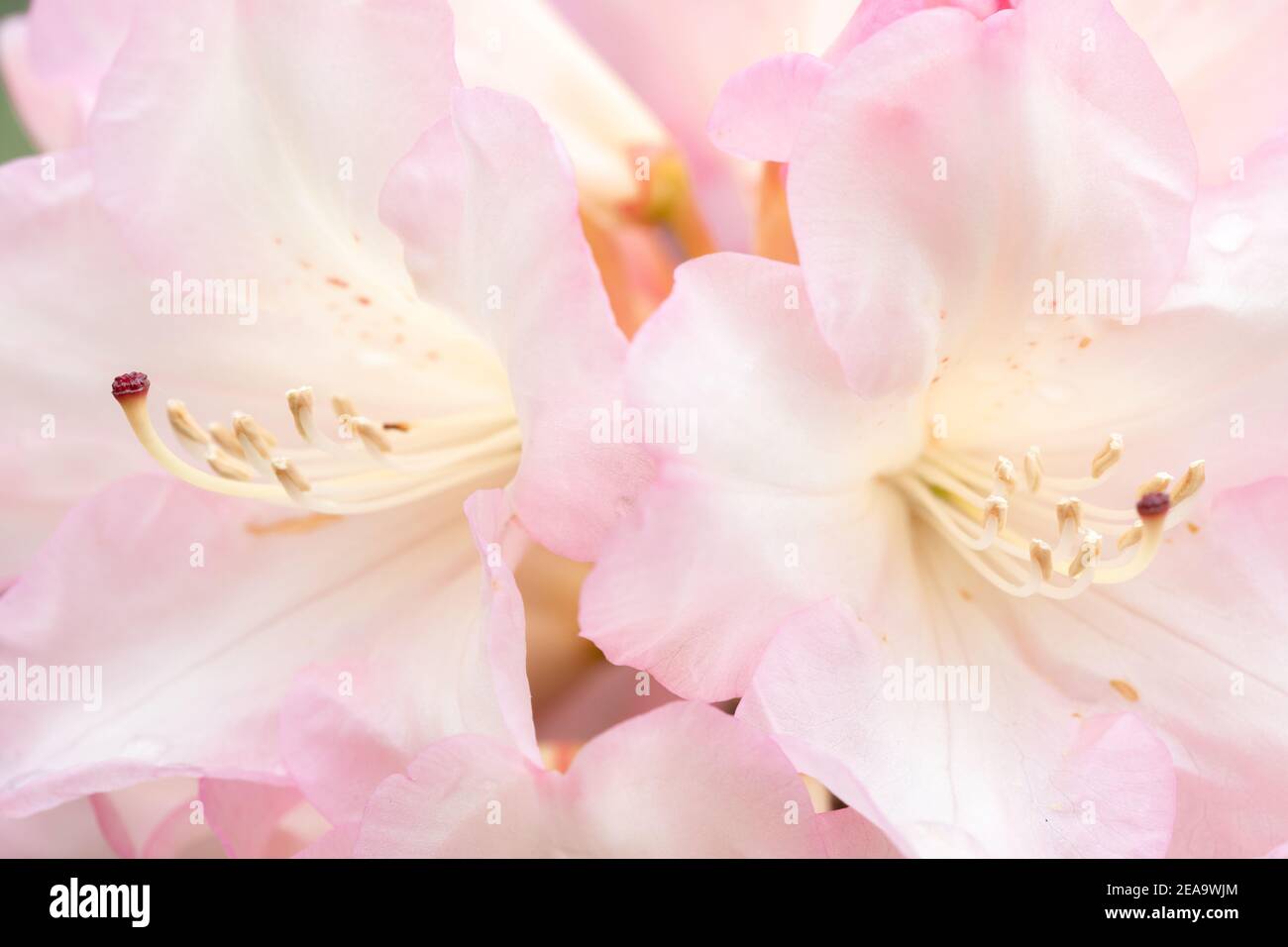 Nahaufnahme von zwei hellrosa Rhododendron-Blumen Stockfoto