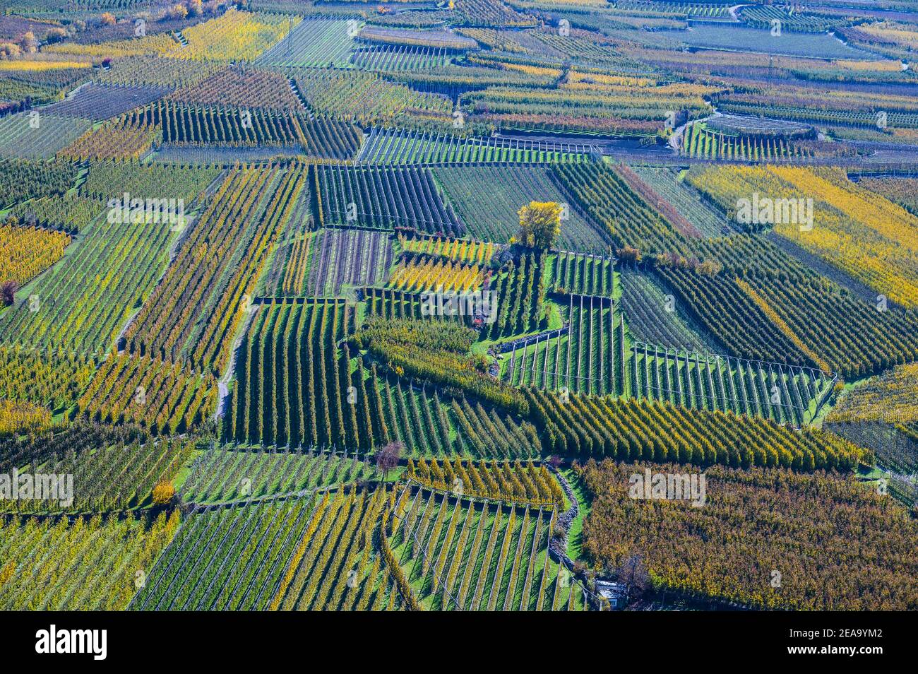 Italien, Trentino-Südtirol, Südtirol, Südtirol, Vinschgau, Kastelbell, Tarscher Schuttkegel, Apfelanbau Stockfoto