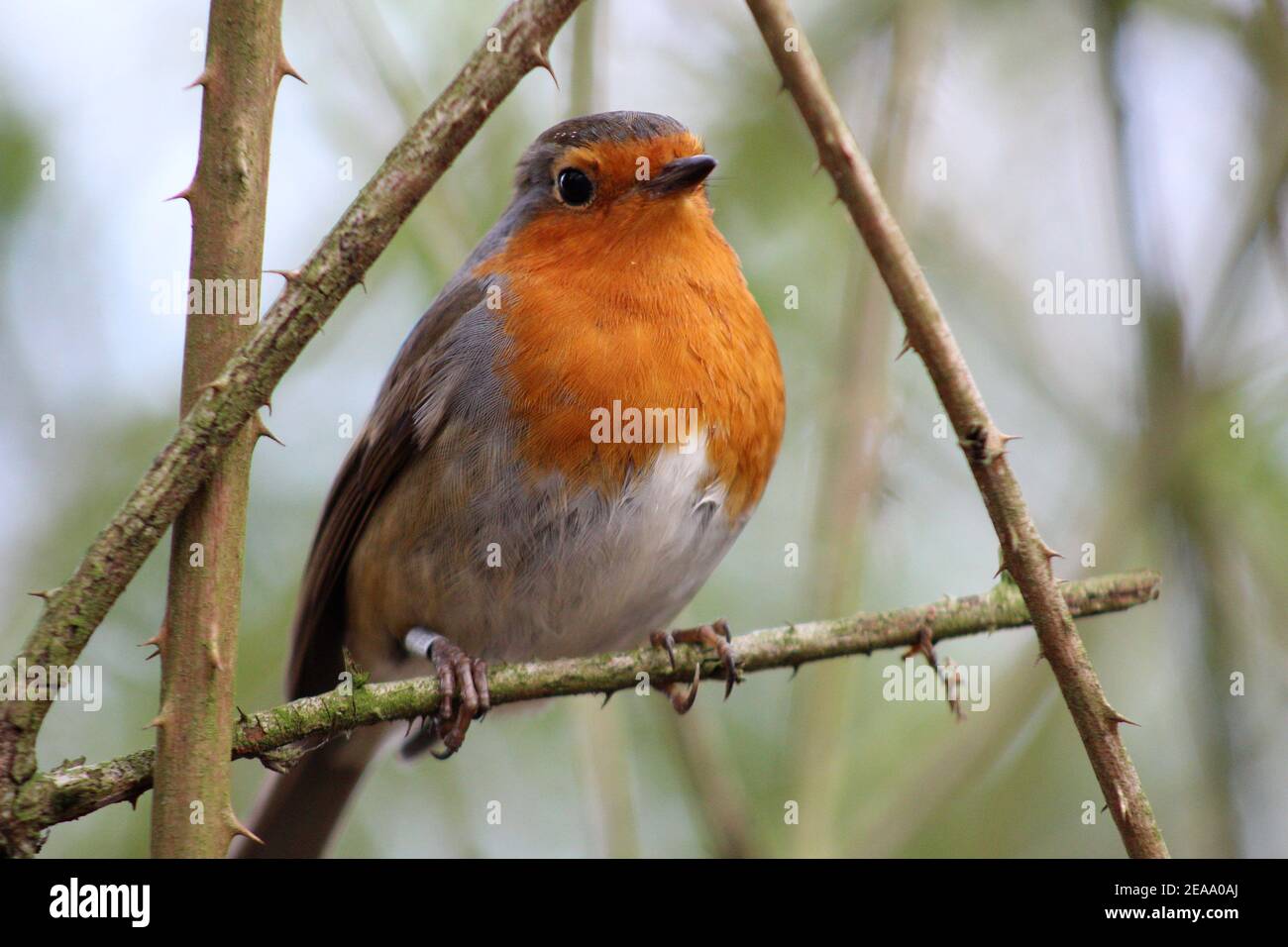 Robin Redbreast in freier Wildbahn in Großbritannien Stockfoto