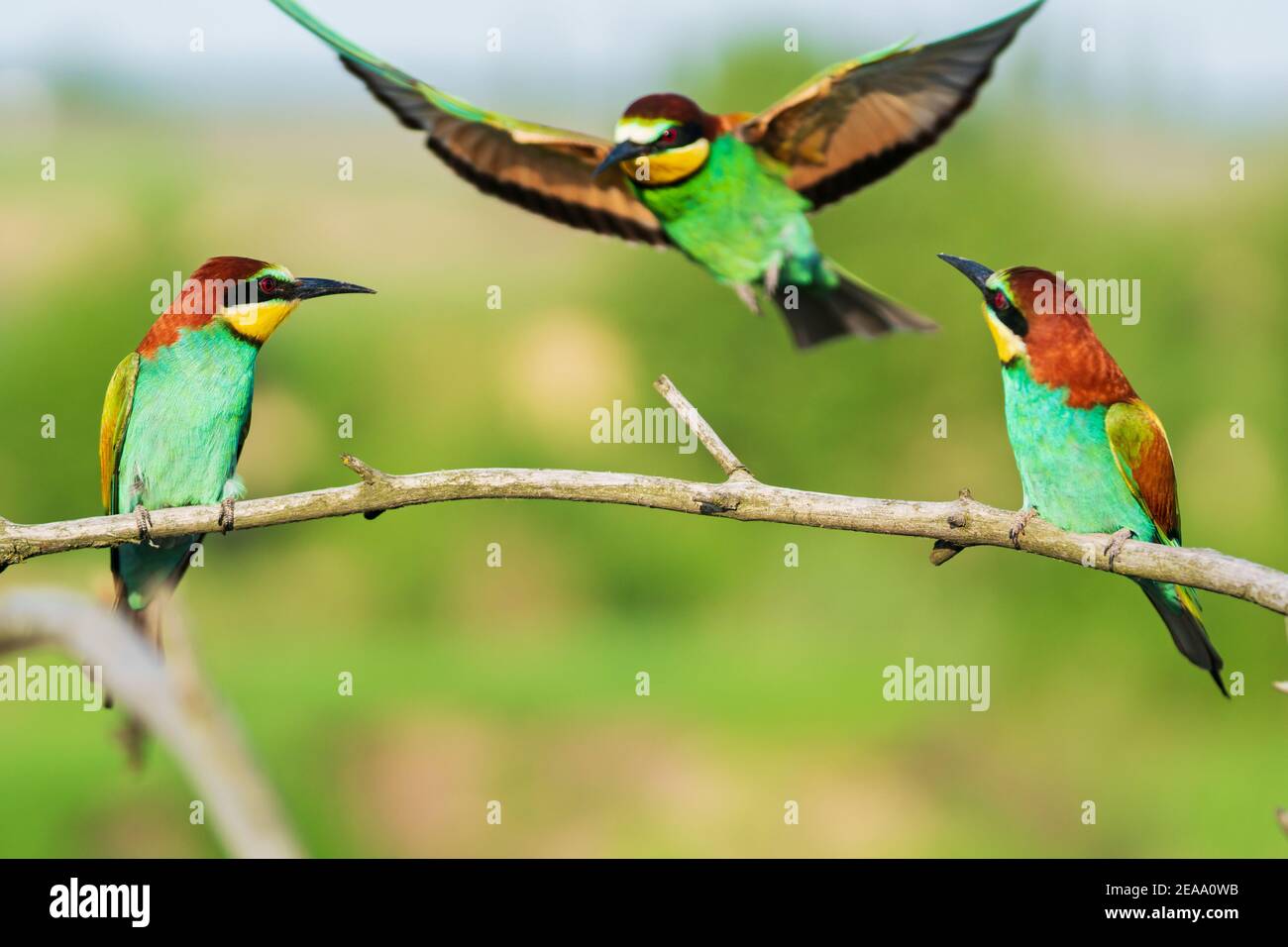 dreifaltigkeit der lustigen farbigen Vögel Stockfoto