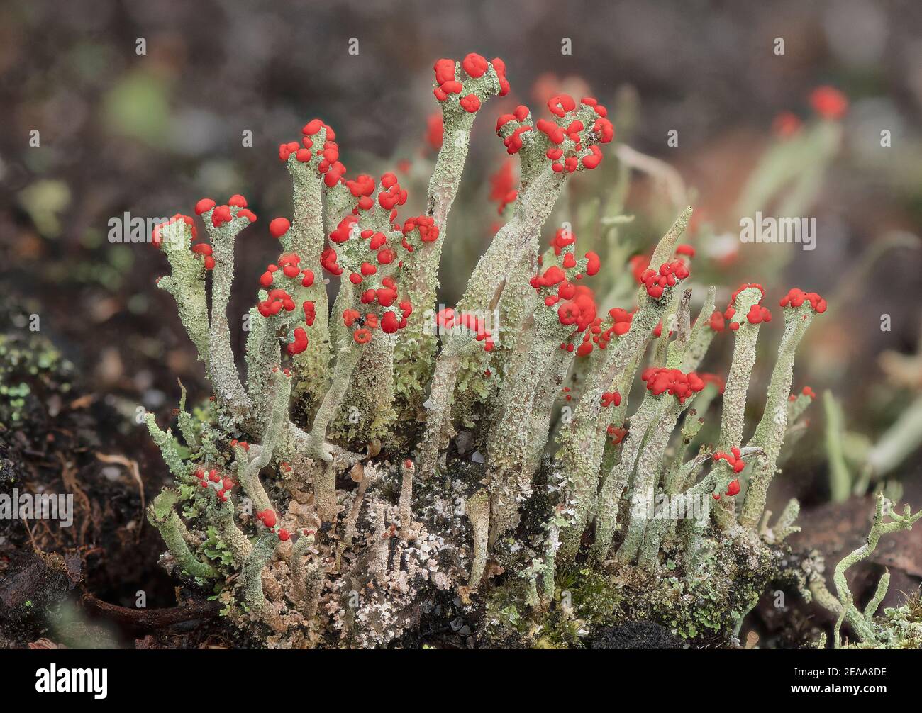 Cladonia macilenta - eine rot-gekippte Flechten wächst auf Heide, Dorset. Stockfoto