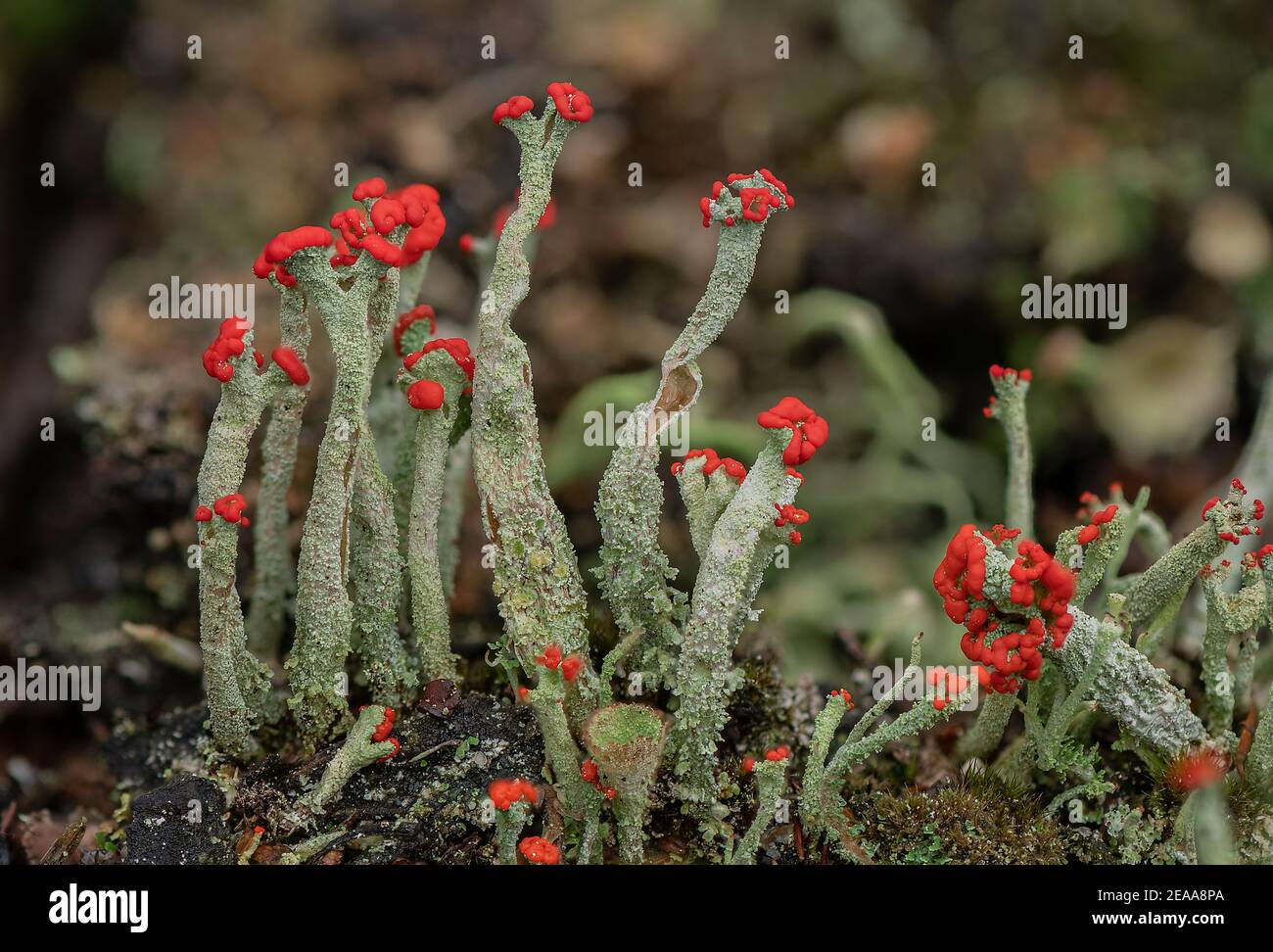 Cladonia macilenta - eine rot-gekippte Flechten wächst auf Heide, Dorset. Stockfoto