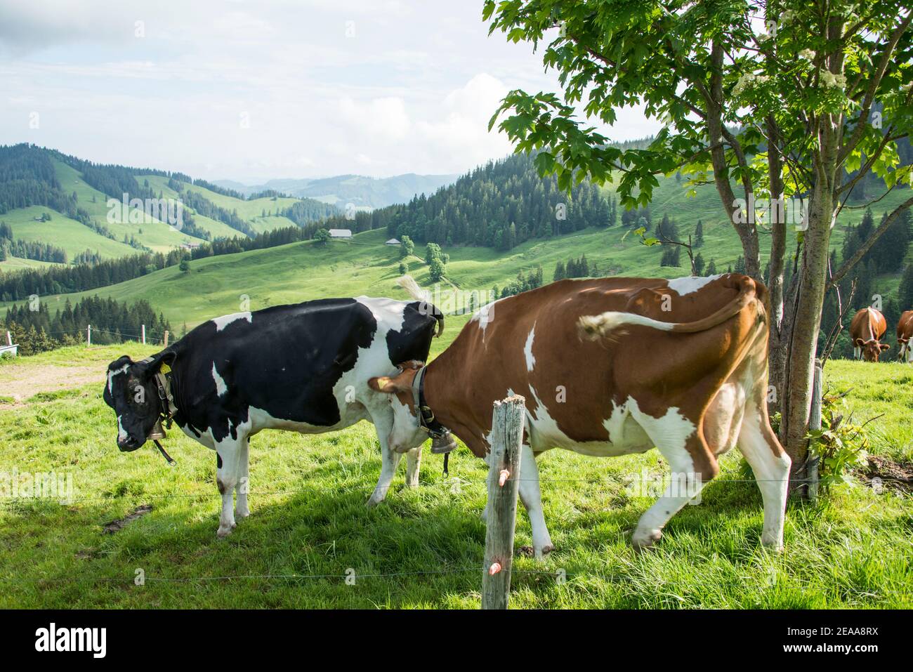 Kühe Auf Der Alm Stockfotos und -bilder Kaufen - Alamy