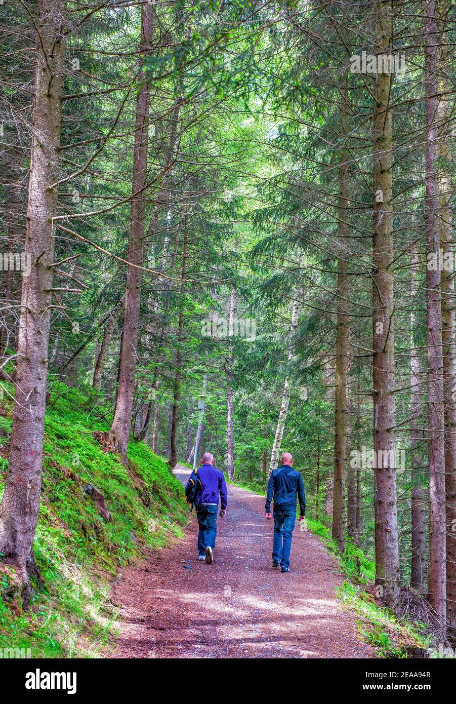 Zwei Männer gehen nebeneinander durch einen Pinienwald In Österreich Stockfoto