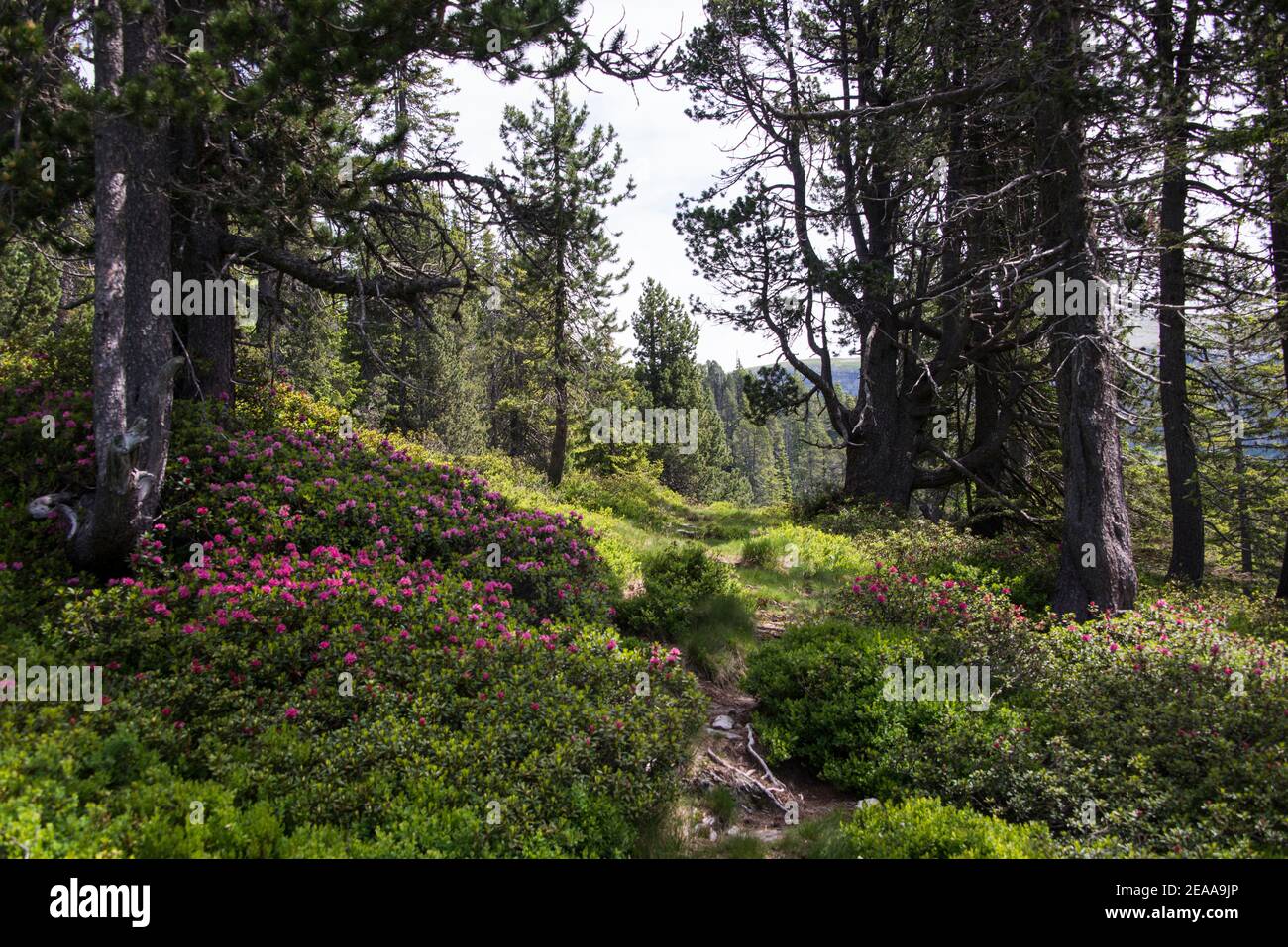 Märchenwald mit Alpenrosen Stockfoto