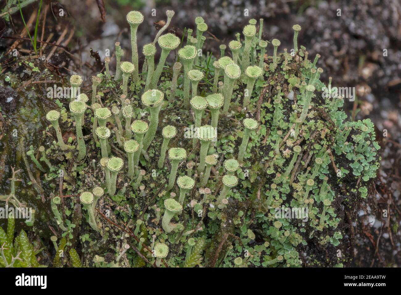 Ein Trompete Lichen, Cladonia fimbriata, wächst in einem Klumpen auf Heide, Wareham Forest. Stockfoto