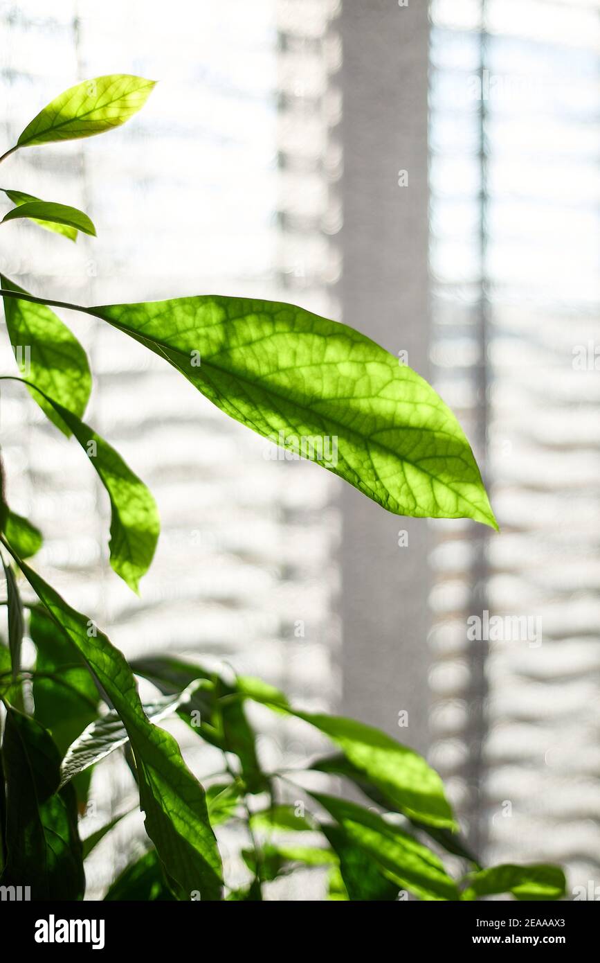 Frische grüne Blätter von Avocado Baum zu Hause Stockfoto