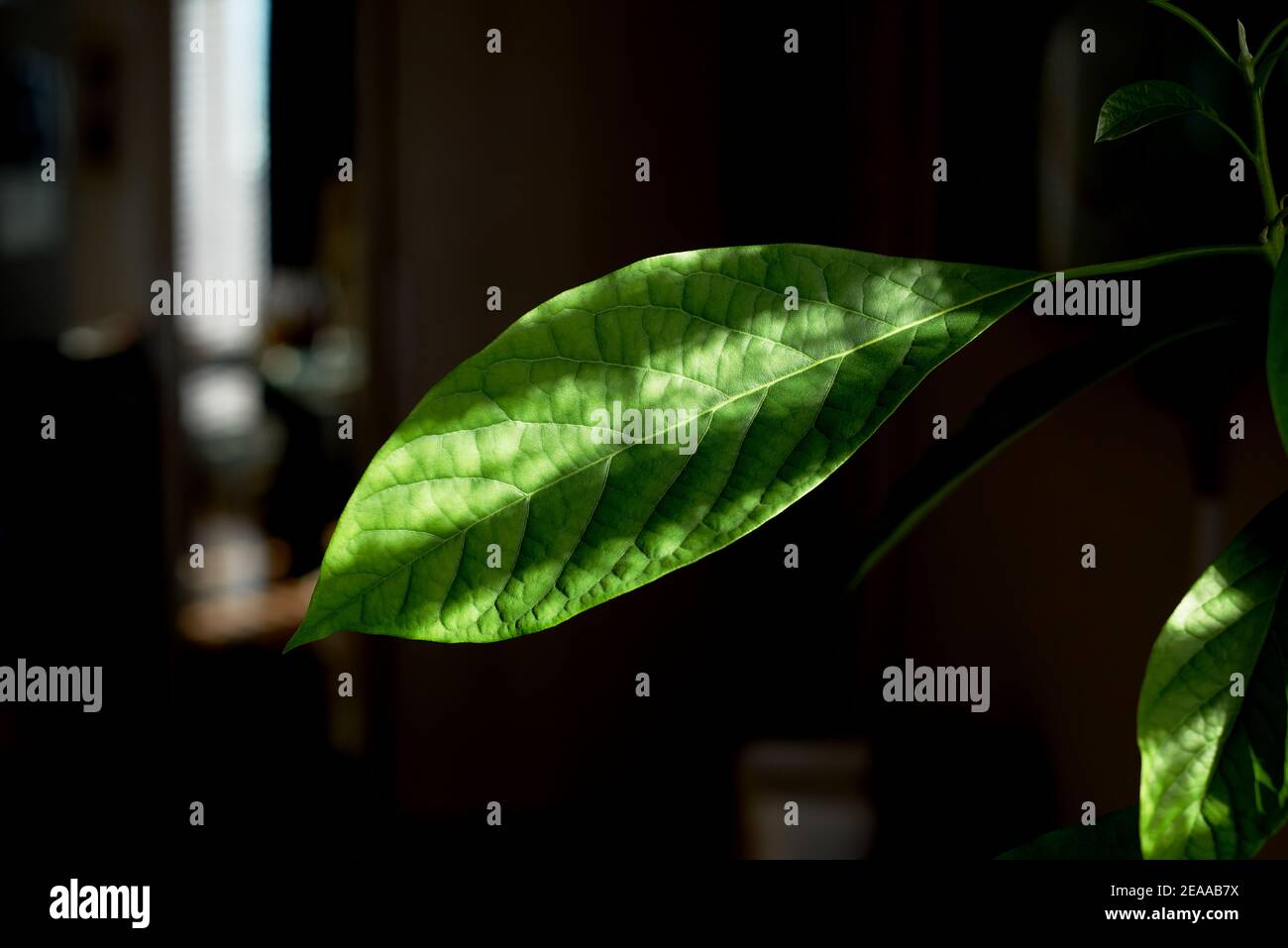 Grüne Blätter von Avocado Baum zu Hause Stockfoto