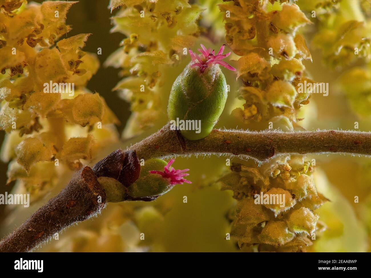 Hasel, Corylus avellana, blühend im frühen Frühjahr - rote weibliche Blüten, mit männlichen Kätzchen dahinter. Stockfoto
