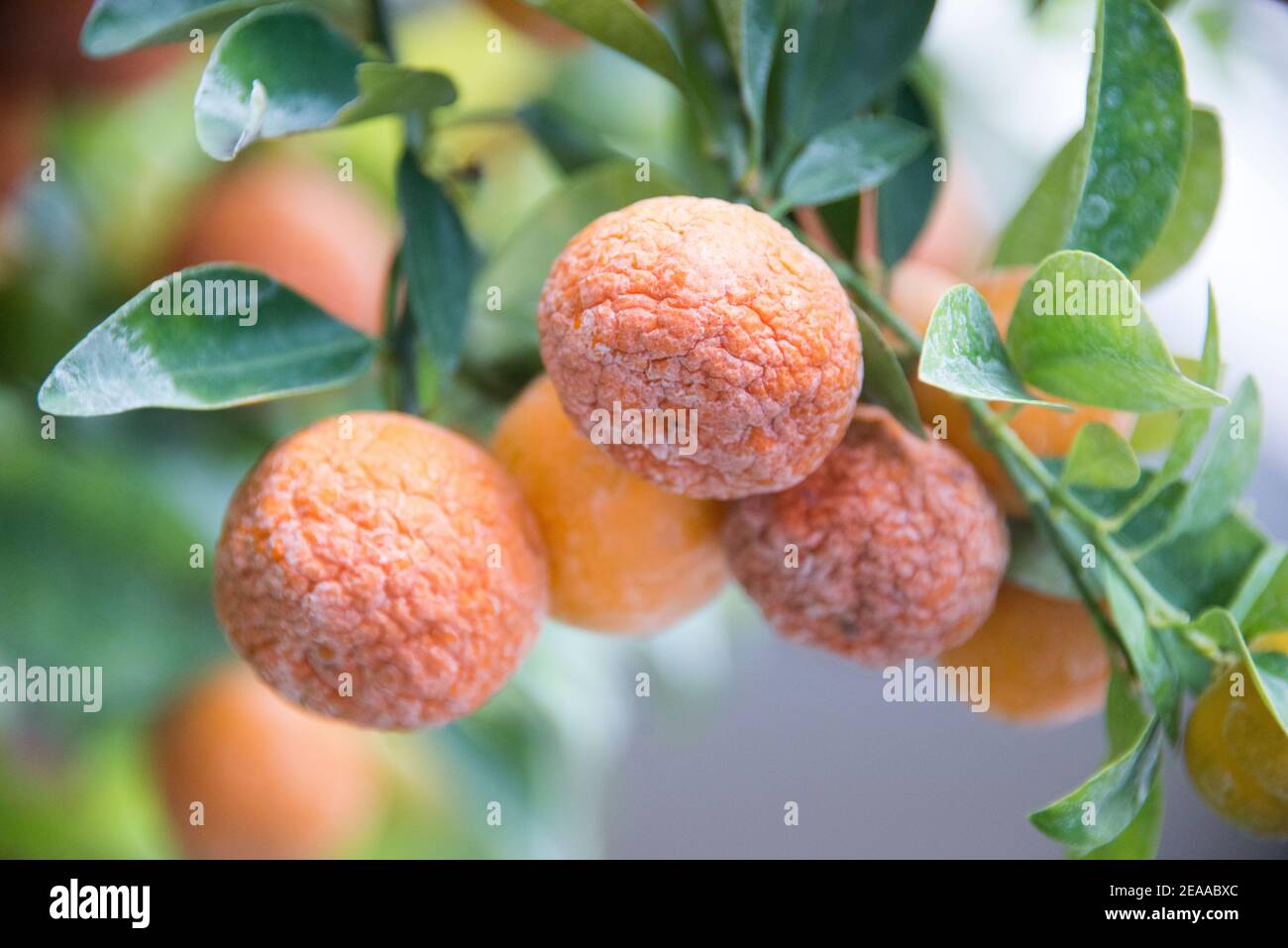 Mandarinen auf dem Hoi an Baum, Vietnam Stockfoto